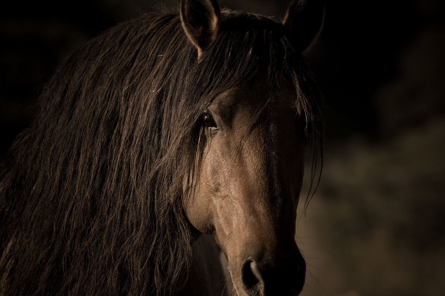Лучшие речи кони. Дикие лошади мрачно. Horse in Barn dramatic Light photo.