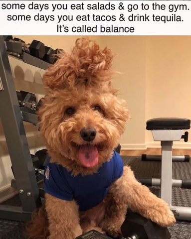 funny animal workout meme
