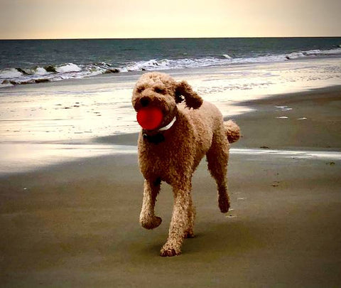 I got to poodle a doodle today! My first time doing bracelets! I was so  excited when her mom showed me Miami cut poodle pictures as inspiration :  r/doggrooming