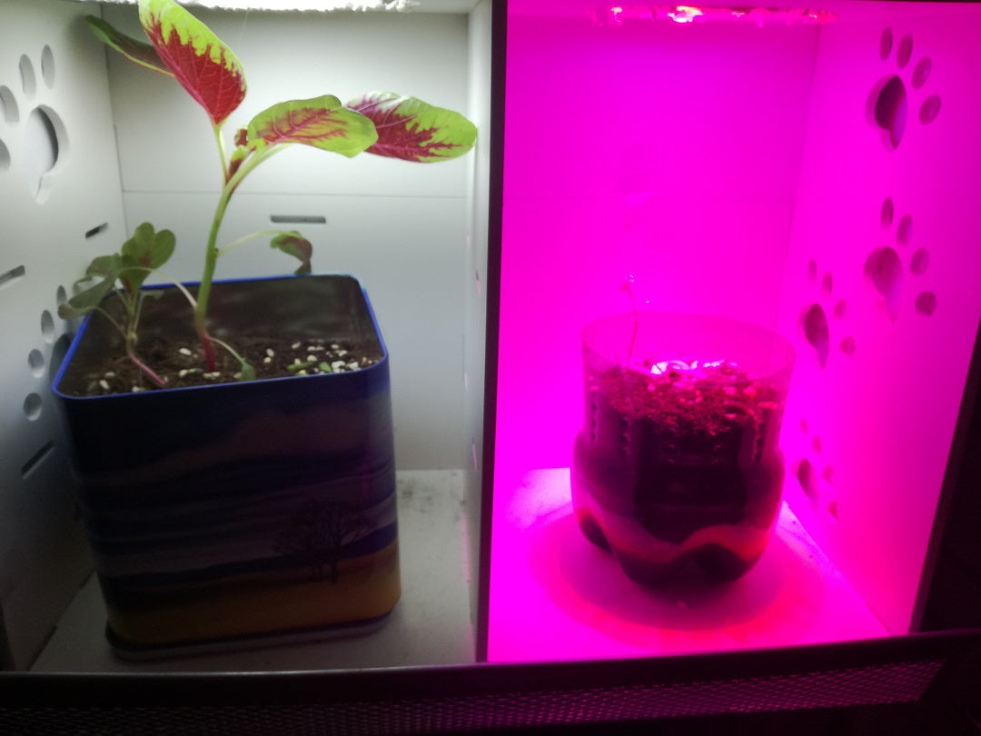 led-grow-light-test