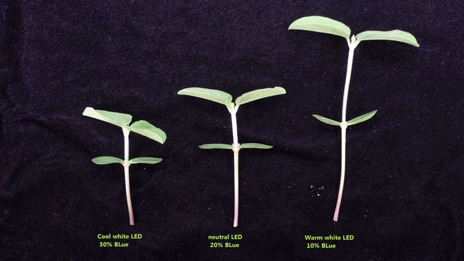 Soybeans with grow light different percentage blue light From MSU Cope and Bugbee.