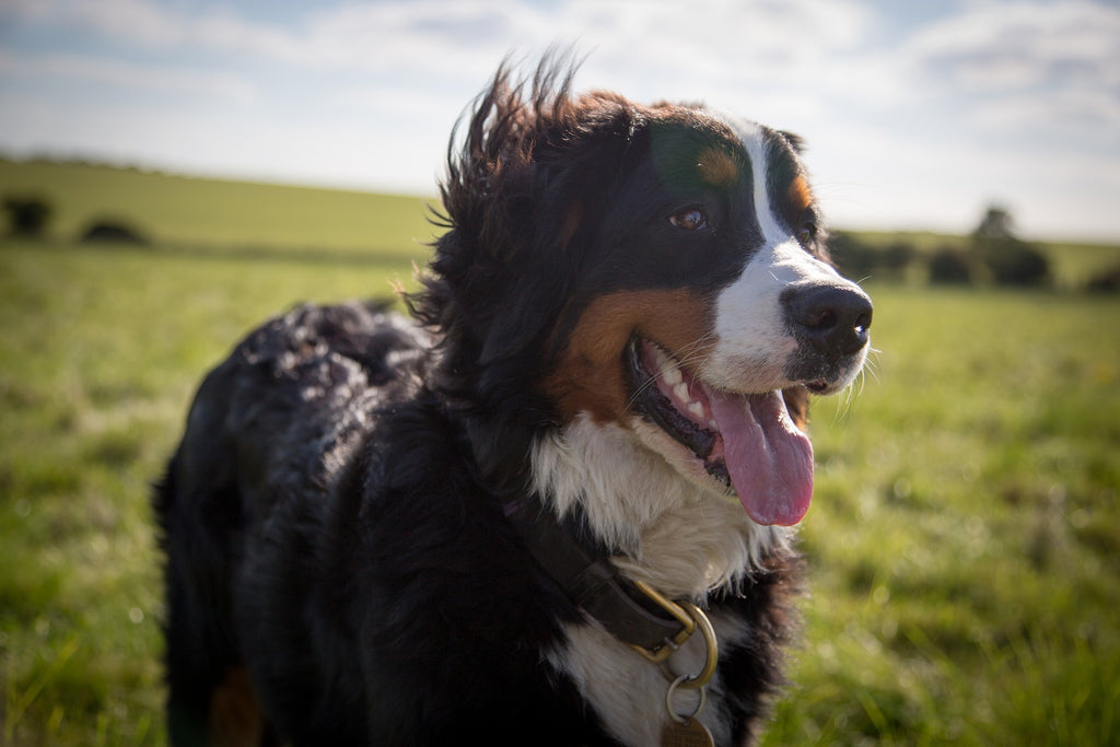 good natured dog breeds