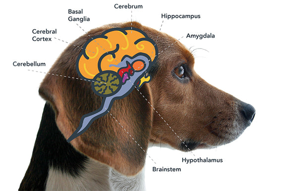 The Endocannabinoid System for dogs, cats, and horses – Creating
