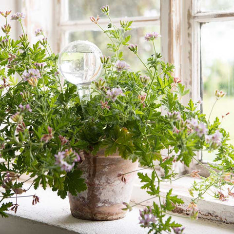 glass water globe in a plant pot