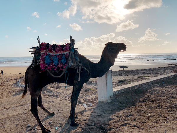 Camel on the beach in Sidi Khaouki