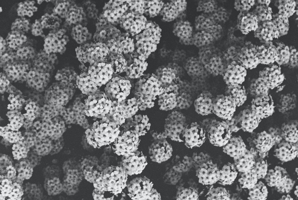 Clusters of flowers in greyscale