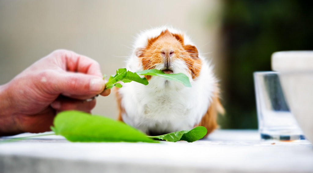 une main qui donne des plantes à manger à un cochon d'inde