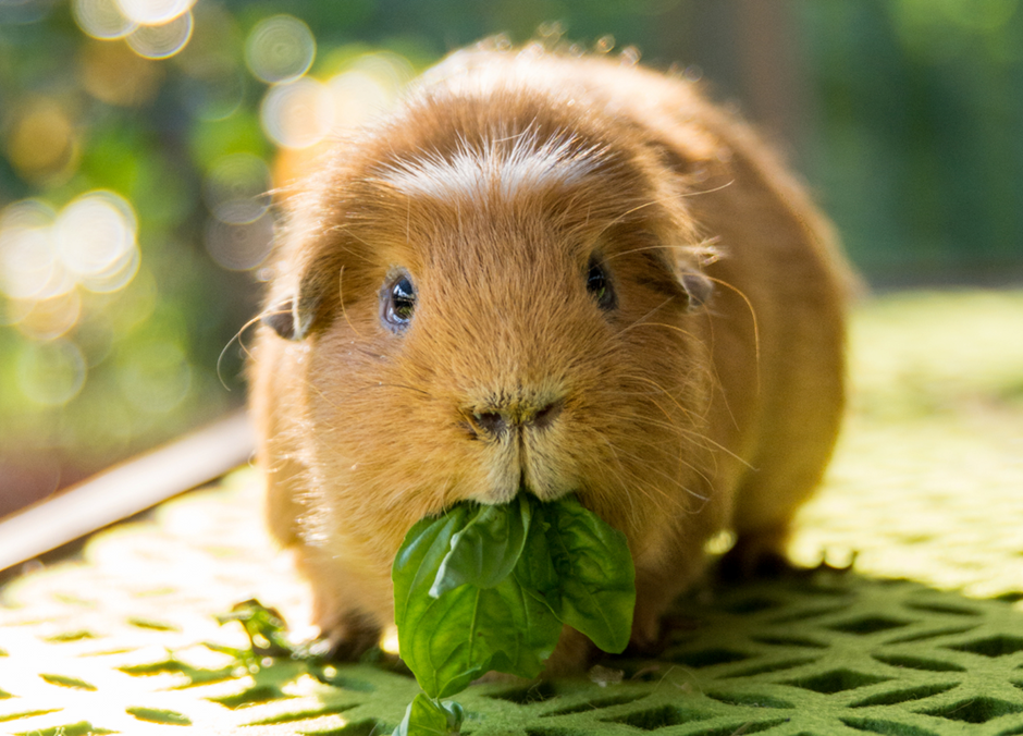 L'alimentation du cochon d'Inde