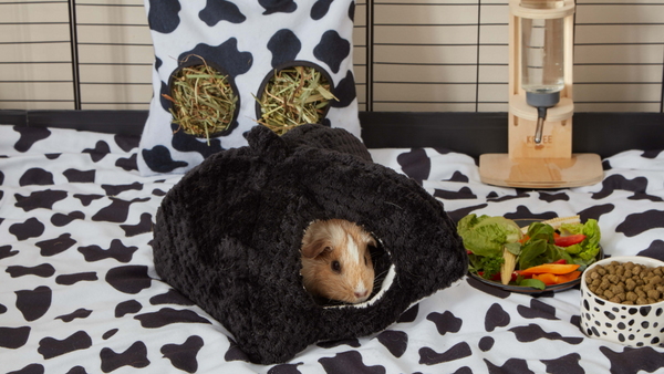 maison pour cochon d'inde en polaire noire de la marque Kavee dans une cage aux motifs vache avec un bol de nourriture et une bouteille d'eau