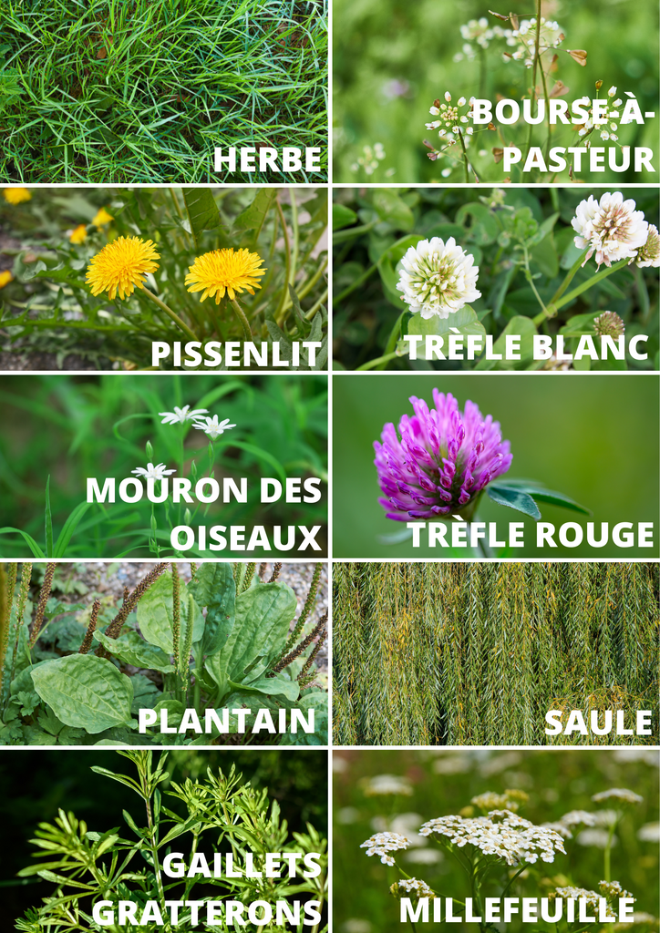 liste d'herbes et plantes sans danger pour les cochons d'inde