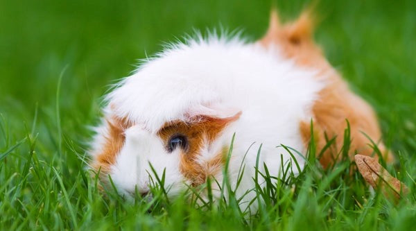 un gros plan sur un cochon d'inde blanc et marron sur de l'herbe verte