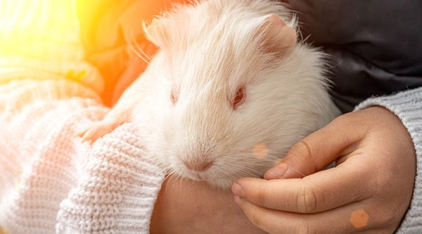 white guinea pif being held by human hands