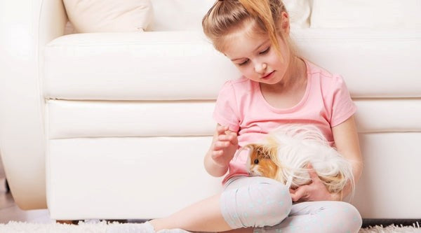 a little girl holding a brown and white guinea pig next to a white sofa in a living room