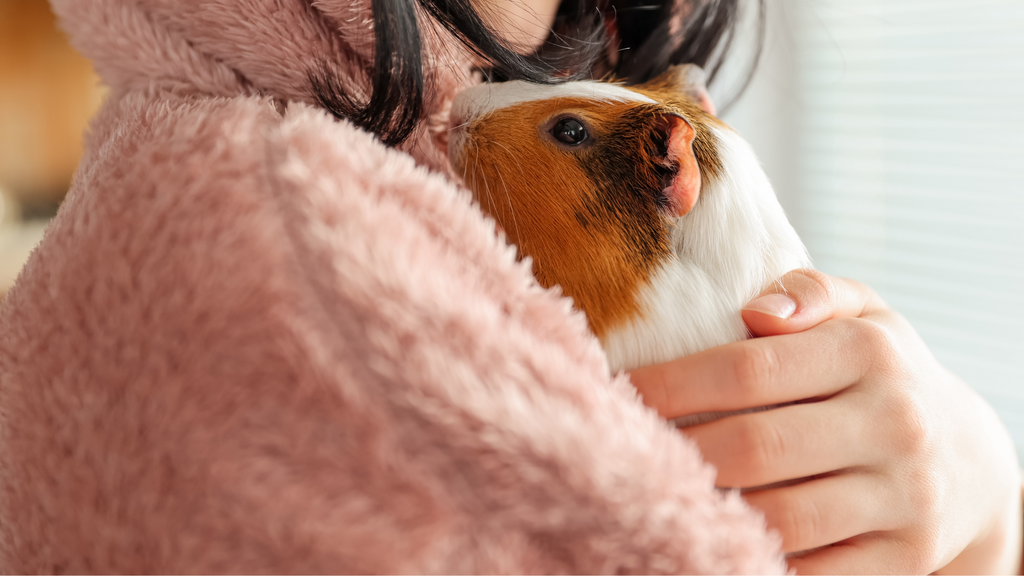 cochon d'inde dans les bras d'un humain au pull rose