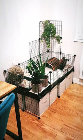 cage cavy decoree theme vert plante naturel kavee