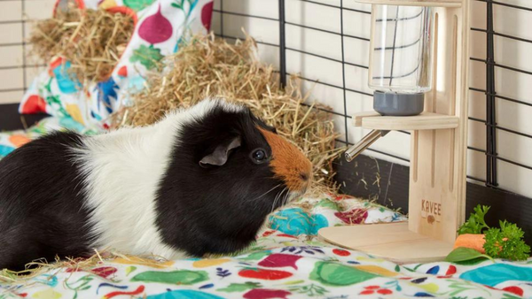 cochon d'inde noir et blacn en train de boire dans une bouteille d'eau Kavee dans une cage colorée