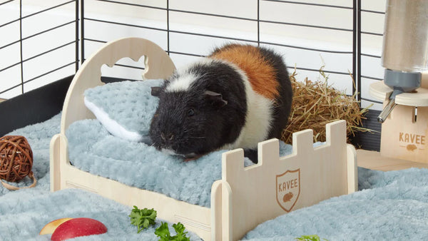 un cochon d'inde sur un lit en bois avec des coussin polaires bleus de la marque Kavee dans une cage