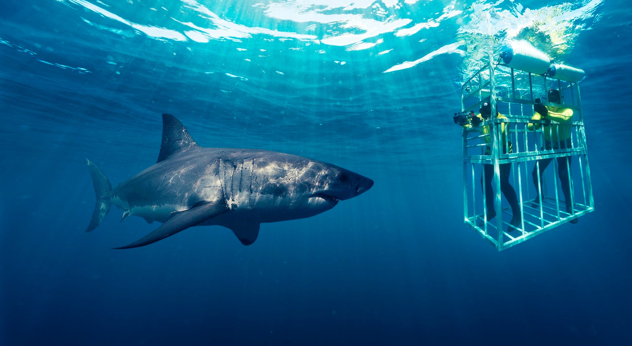 great white shark cage diving tours