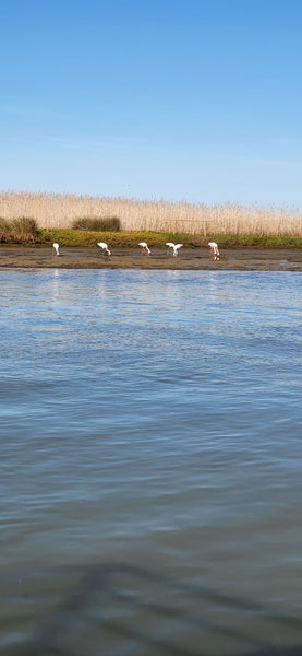 Pink Flamingoes, Velddrif Lagoon, Western Cape, South Africa