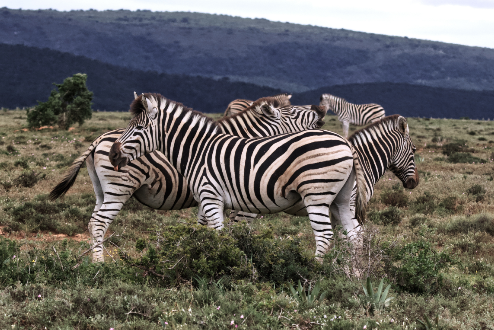 MPA, Marine Protected Area, Addo Elephant Park, Robben Island, Namaqua