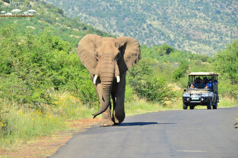 African Elephant at Pilanesberg National Park