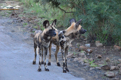 African Wild Dog Pilanesberg National Park