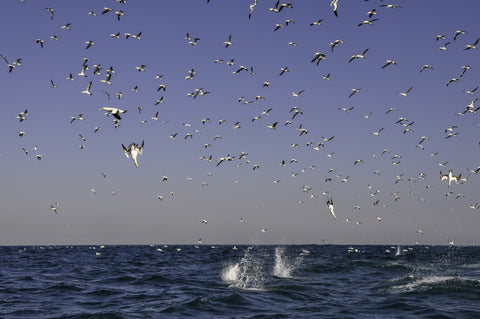 Sardine run Arial Gannet attack on a Sardine Bait ball.