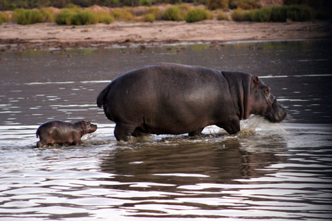 Baby Hippo Aquila