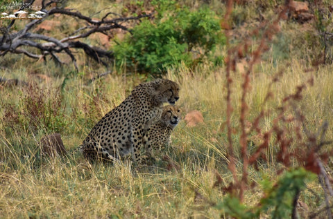 Cheetah Pilanesberg National Park
