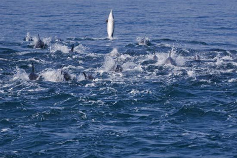 Sardine Run, Common Nose Dolphins on a Sardine bait ball.