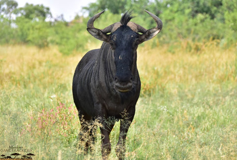 Pilanesberg National Park