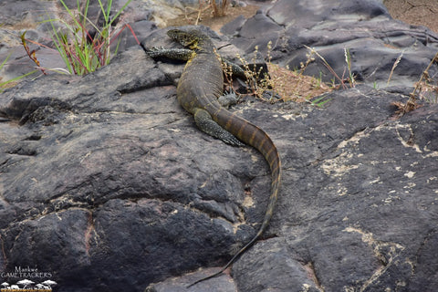 Pilanesberg National Park