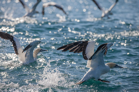 Gannets surface action Sardine run 2022