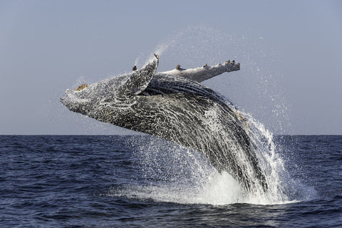 Humpback Whale breaching sardine run 2022