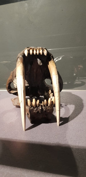 Skull of Sabre Toothed Cat West Coast Fossil Park, West Coast, South Africa