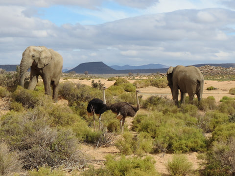 Cape Town Big Five Safari