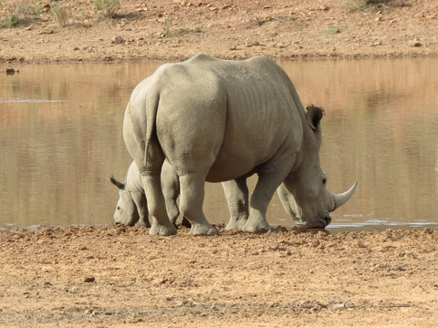 Cape Town Big Five Safari