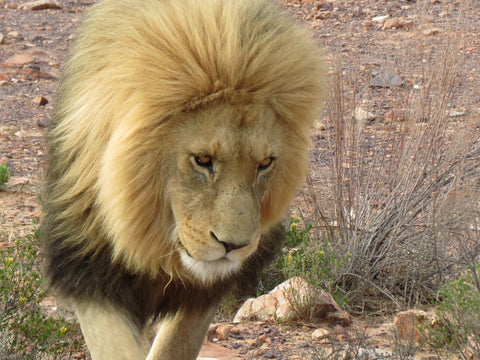 Cape Town Lion Safari Big Five