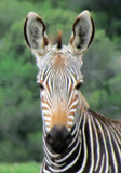 Cape Mountain Zebra De Hooop Nature Reserve