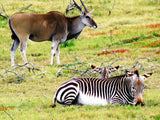 Eland and Cape Mountain Zebra At De Hoop Nature Reserve