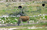 Eland and Ostrich at De Hoop Nature Reserve