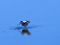 Bird at  De Hoop Nature Reserve Vlei