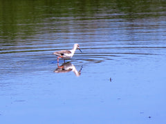 Birds on De Hoop Nature Reserve Vlei