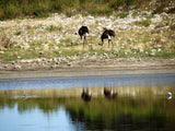Ostrich as seen from the swimming pool at the De Hoop Nature Reserve