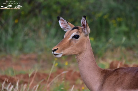 Impala Pilanesberg National Park