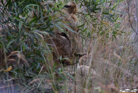 Lions Pilanesberg National Park South Africa