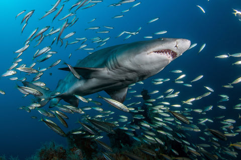 Ragged tooth Shark sardine run 2022