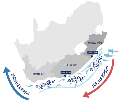 Sardine Run Migratory Route