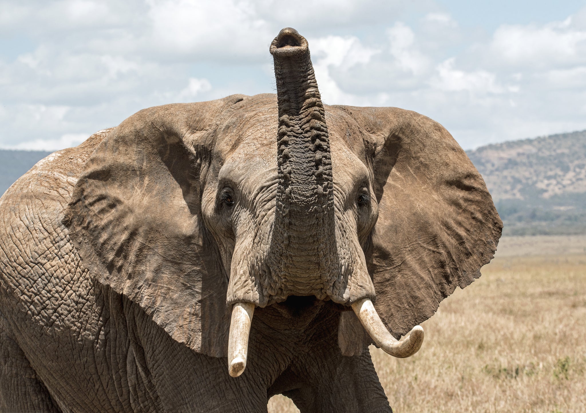 Elephant Poaching, Africa, Kenya, Tours Africa