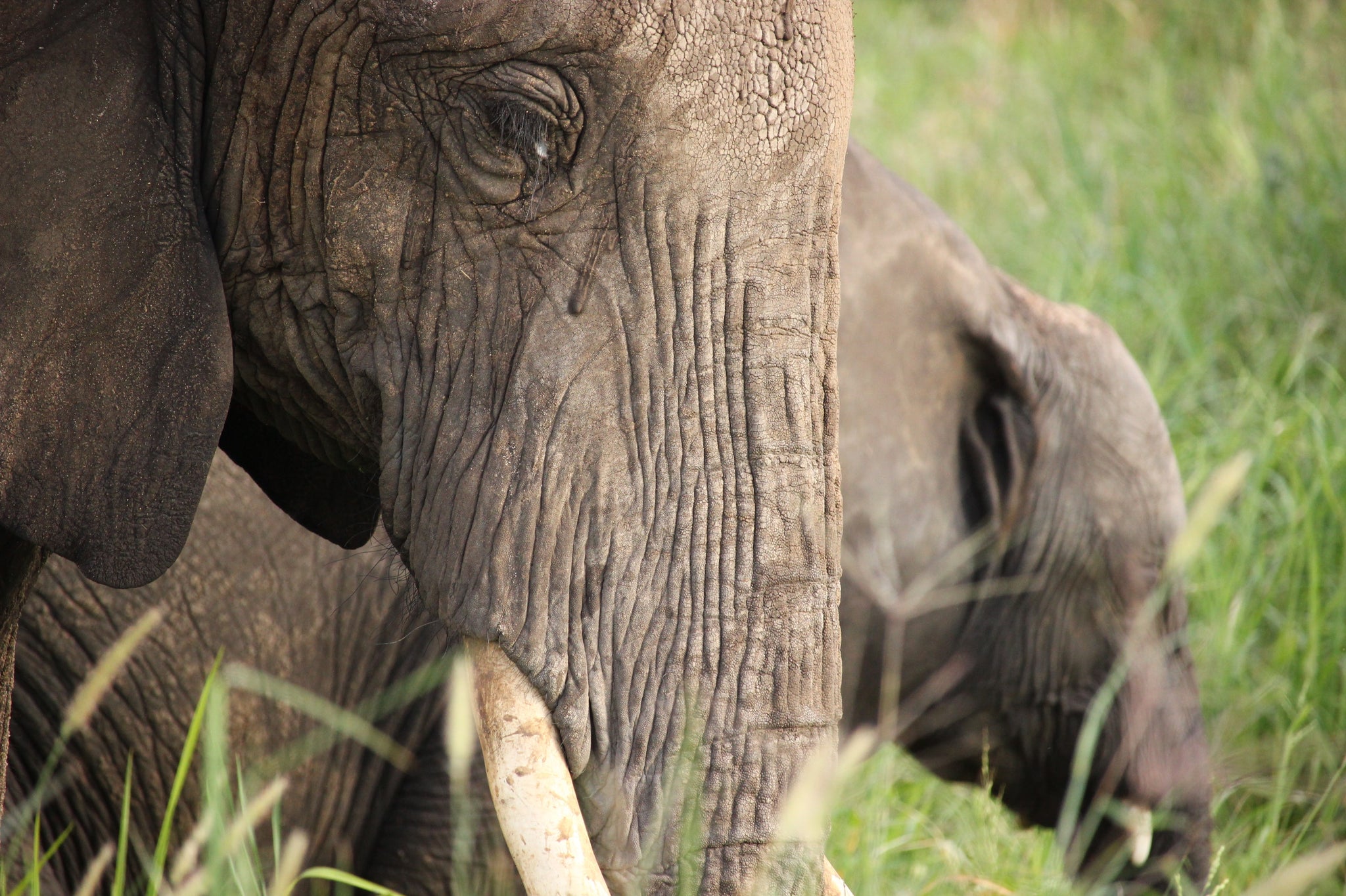 Elephant Poaching, Africa, Kenya, Tours Africa